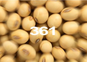 Reporte Agroindustrial 361 | Calidad de la semilla de soja producida en Tucumán y zonas de influencia. Campaña 2024/2025