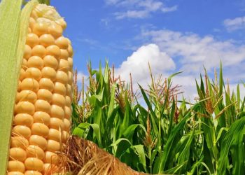 Las condiciones climáticas favorecieron los cultivos