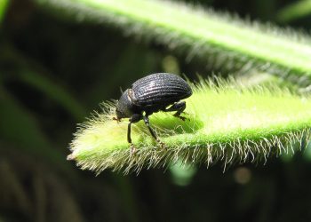 Campaña 2025 – 2026 | Informe 07: Dinámica de emergencia de 𝘙𝘩𝘺𝘴𝘴𝘰𝘮𝘢𝘵𝘶𝘴 𝘴𝘶𝘣𝘵𝘪𝘭𝘪𝘴