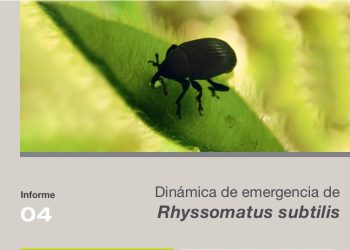 Campaña 2025 – 2026 | Informe 03: Dinámica de emergencia de 𝘙𝘩𝘺𝘴𝘴𝘰𝘮𝘢𝘵𝘶𝘴 𝘴𝘶𝘣𝘵𝘪𝘭𝘪𝘴