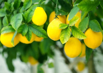 Relevamiento satelital principales cultivos de Tucumán – Enero 2021