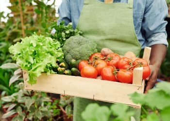 Cosecha de papa 2019