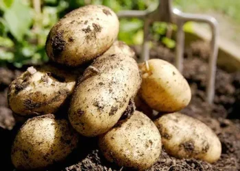 Papa superficie cultivada 2013 comparada con 2012