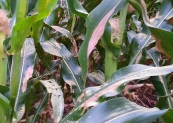 Boletín Fitosanitario | Programa Granos – Enfermedades del cultivo de maíz