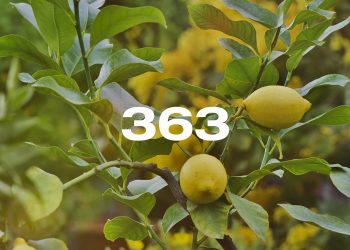 Reporte Agroindustrial 363 | Diferenciación de edades de plantaciones en el monte cítrico tucumano al año 2025