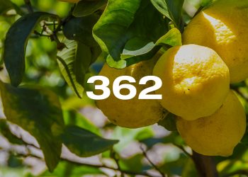 Reporte Agroindustrial 362 | Estimación del área implantada con cítricos en Tucumán en 2025 y comparación con campañas precedentes