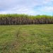Eeaoc: aunque de forma heterogénea, el campo se vio favorecido por las lluvias