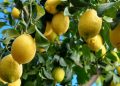 Se busca conocer la superficie destinada al citrus en Tucumán