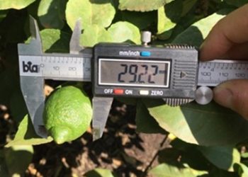 Estudio fenológico: el limón, ligeramente más pequeño que la campaña pasada