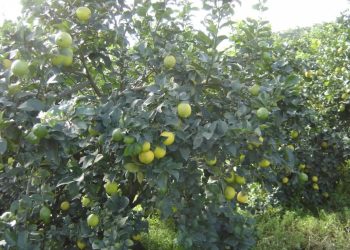 Casi el 72% de los cítricos en Tucumán se ubica en el rango que va de los dos a 22 años de edad