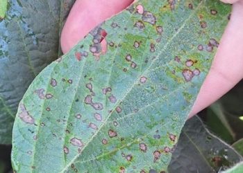 Boletín Fitosanitario | Programa Granos – Enfermedades del cultivo de la soja