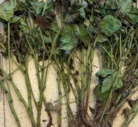 Boletín Fitosanitario | Programa Granos – Enfermedades del cultivo de Poroto