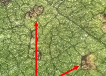 Boletín Fitosanitario | Programa Granos – Enfermedades del cultivo de la soja