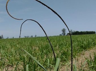 Boletín Fitosanitario | Enfermedades del cultivo de caña de azúcar