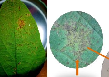 Boletín Fitosanitario | Enfermedades del cultivo de la soja