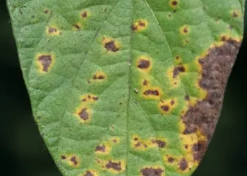 Boletín Fitosanitario | Programa Granos – Informe de Fitopatología