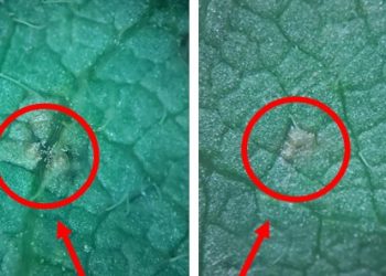 Boletín Fitosanitario | Programa Granos – Enfermedades del cultivo de la soja