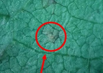 Boletín Fitosanitario | Programa Granos – Enfermedades del cultivo de la soja