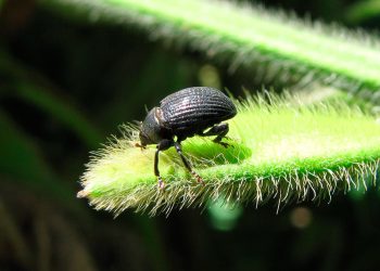 Campaña 2025 – 2026 | Informe 14: Dinámica de emergencia de 𝑅ℎ𝑦𝑠𝑠𝑜𝑚𝑎𝑡𝑢𝑠 𝑠𝑢𝑏𝑡𝑖𝑙𝑖𝑠