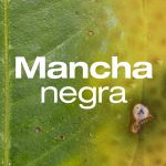Publicación especial 78 | Mancha negra de los cítricos