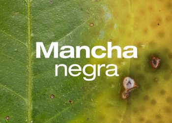 Publicación especial 78 | Mancha negra de los cítricos