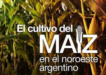 Maíz en el NOA – 2020
