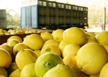 Estimación de producción de limón en el NOA