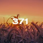 Reporte Agroindustrial 371 | Calidad de la semilla de trigo utilizada en la siembra del ciclo agrícola invernal 2026 en Tucumán y zonas de influencia