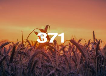 Reporte Agroindustrial 371 | Calidad de la semilla de trigo utilizada en la siembra del ciclo agrícola invernal 2026 en Tucumán y zonas de influencia