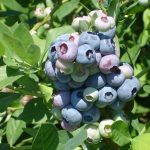 La Eeaoc optimiza protocolos de micropropagación para producir plantines de arándano de alta calidad