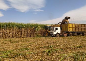 Tucumán será sede del taller internacional “COSECHA: Maximizando la Recuperación de Azúcar en Campo”