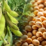 La EEAOC invita a participar del XXIX Taller de Variedades y Manejo de Soja