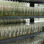 Vitroplantas: la tecnología que transformó la calidad sanitaria y genética de los cañaverales tucumanos