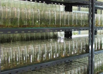 Vitroplantas: la tecnología que transformó la calidad sanitaria y genética de los cañaverales tucumanos