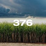 Reporte Agroindustrial 376 | Principales enfermedades de la caña de azúcar en Tucumán