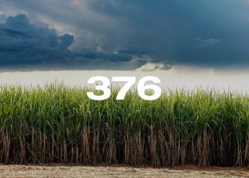 Reporte Agroindustrial 376 | Principales enfermedades de la caña de azúcar en Tucumán