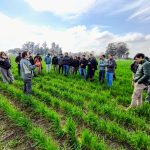 Día de Campo de Granos de Invierno de la EEAOC