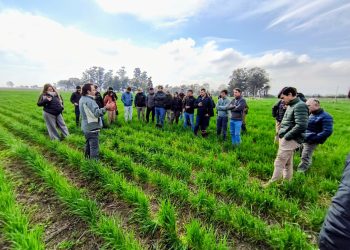 Día de Campo de Granos de Invierno de la EEAOC