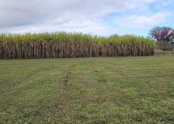 Caña de azúcar: tecnología y manejo, claves para enfrentar una campaña desafiante