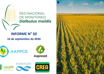 50° Informe sobre Red Nacional de Monitoreo de Dalbulus maidis