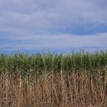 Los cañaverales muestran una buena evolución de maduración