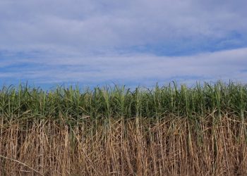 Los cañaverales muestran una buena evolución de maduración