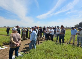 La EEAOC presentó alternativas para diversificar la producción de cultivos invernales en la región