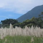 Floración de la caña de azúcar en Tucumán durante la campaña 2026