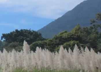 Floración de la caña de azúcar en Tucumán durante la campaña 2026