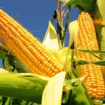 La EEAOC realizará el XXV Taller de Híbridos y Manejo del Cultivo de Maíz