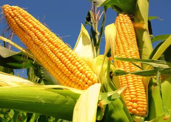 La EEAOC realizará el XXV Taller de Híbridos y Manejo del Cultivo de Maíz